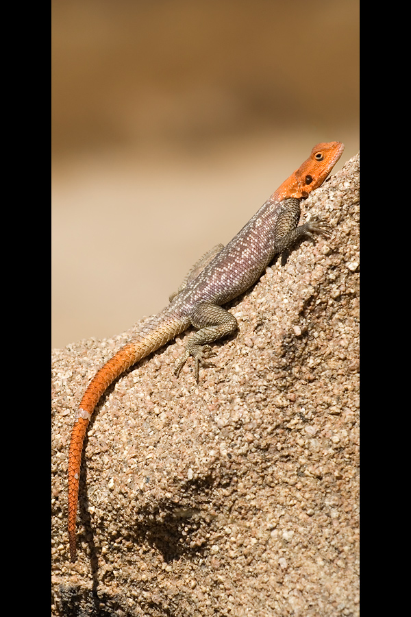 Namibian Rock Agama