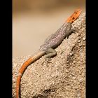 Namibian Rock Agama