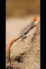 Namibian Rock Agama