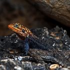 Namibian Rock Agama