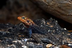 Namibian Rock Agama