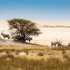 Namibian Scene