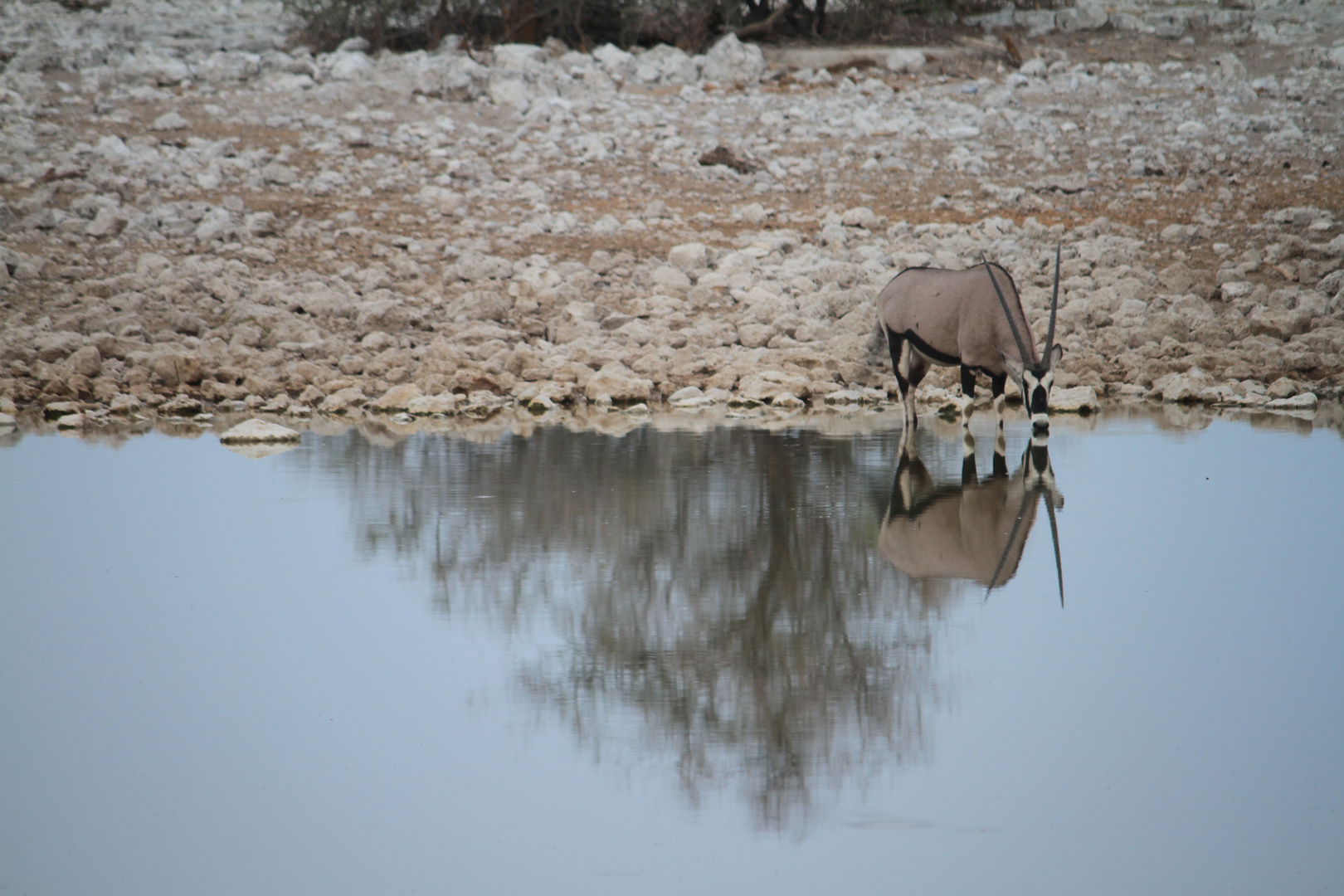 namibian wildlife