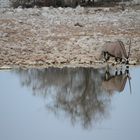 namibian wildlife