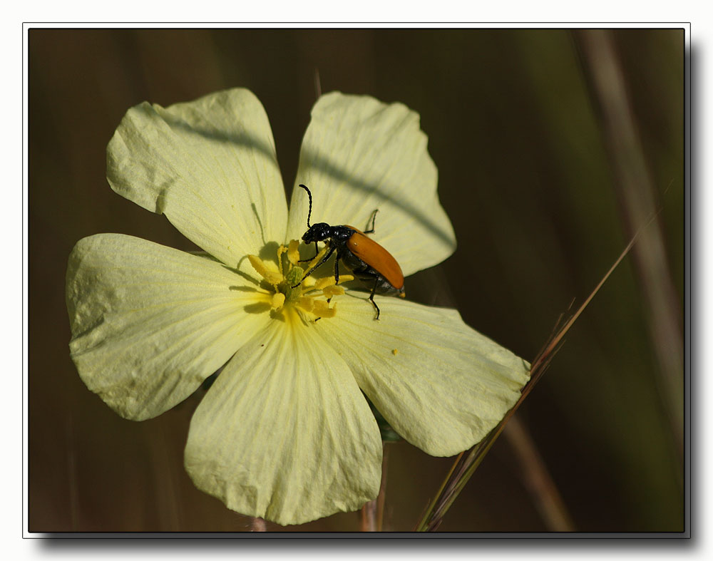 Namibias Blüten