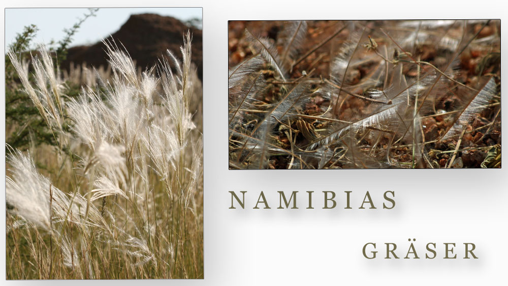 Namibias Gräser