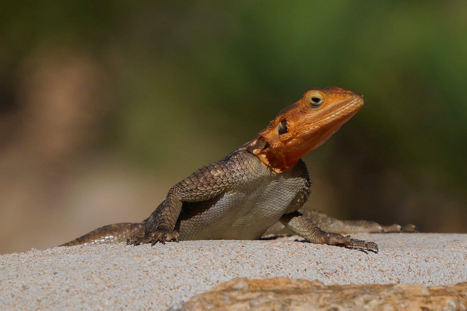 Namibische Felsenagame (Agama planiceps)