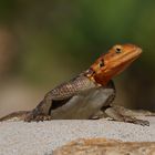 Namibische Felsenagame (Agama planiceps)