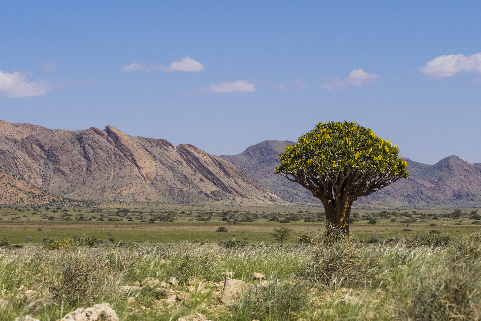 namibische Landschaft mit Köcherbaum