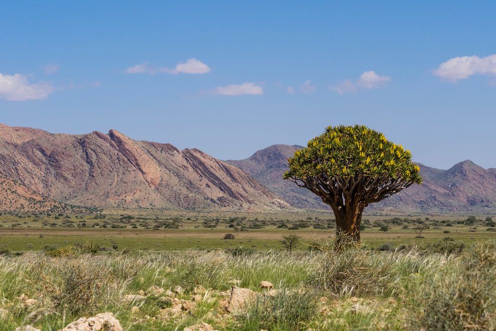 namibische Landschaft mit Köcherbaum