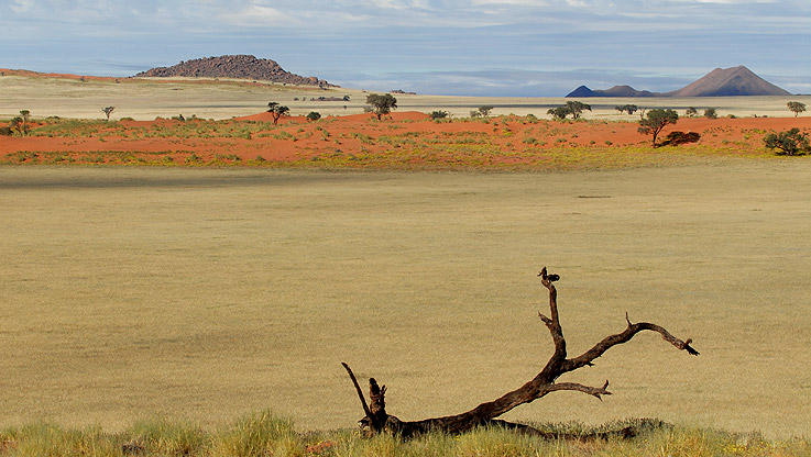 Namibischer Ast in der Steppe