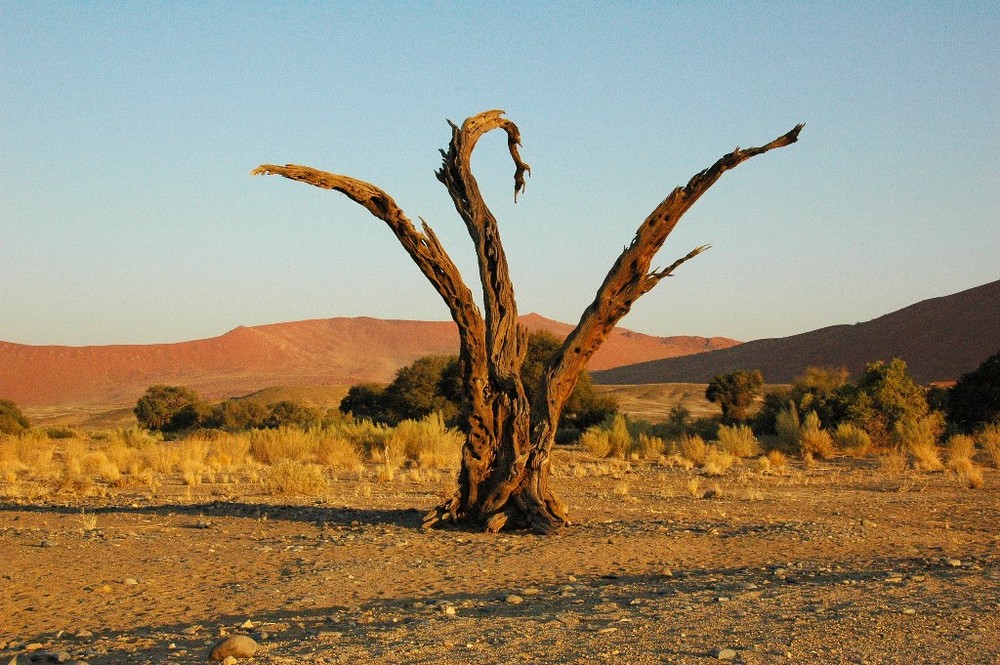 Namibischer Baum