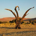 Namibischer Baum