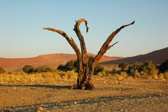 Namibischer Baum