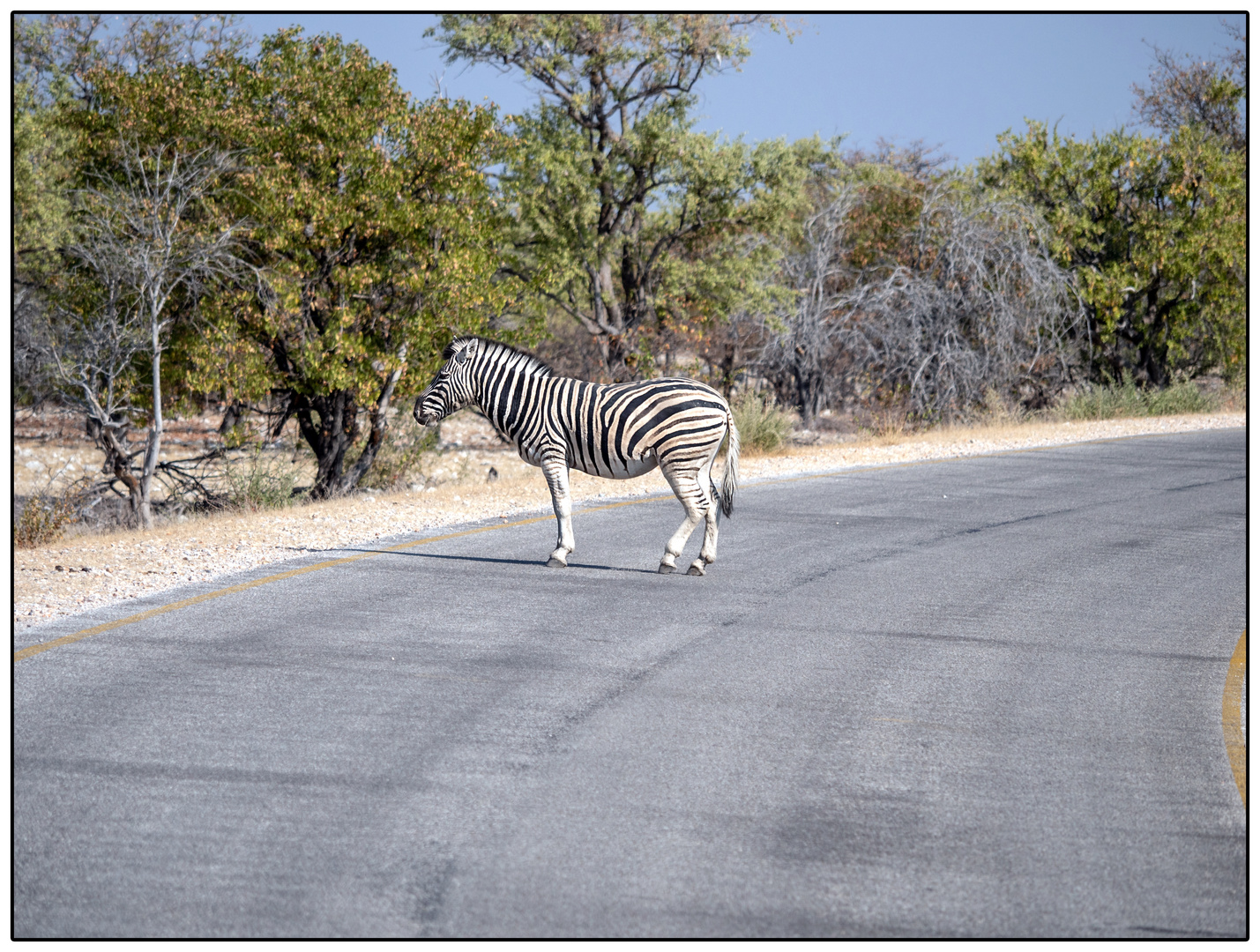 Namibischer Zebrastreifen (Linksverkehr)