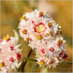 Namibisches Edelweiss