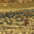 NamibRand Nature Reserve 24