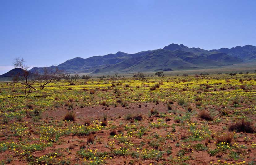 NamibRand Nature Reserve 28