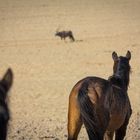 Namibs, die Wildpferde Namibias