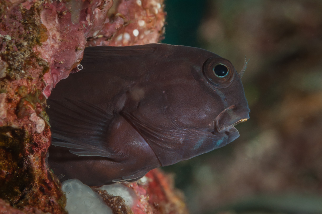 Namiye's Blenny