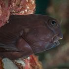 Namiye's Blenny