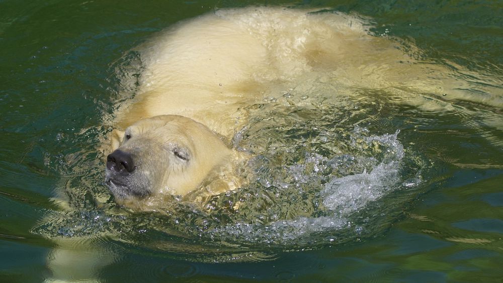 Nana Foto & Bild tiere, zoo, wildpark & falknerei, säugetiere Bilder