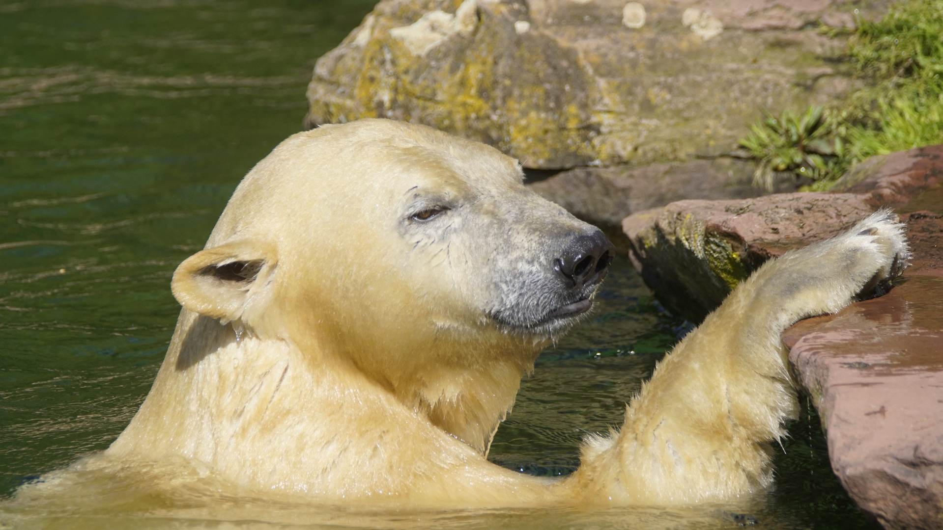 Nana Foto & Bild tiere, zoo, wildpark & falknerei, säugetiere Bilder