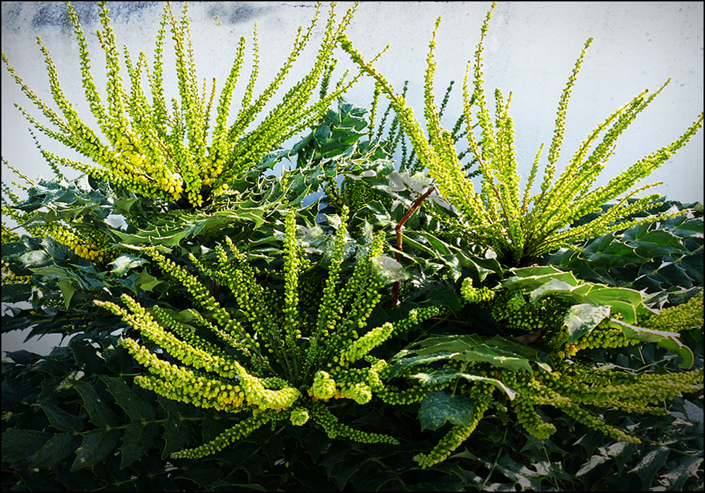 Nananana-nananana-nananana ... auch im Winter ... hier die Mahonien