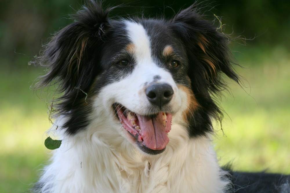 Nancy - Australian Shepherd