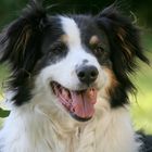 Nancy - Australian Shepherd