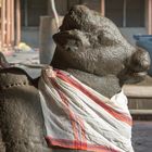 Nandi dans la cour du musée "Art gallery", Tanjore