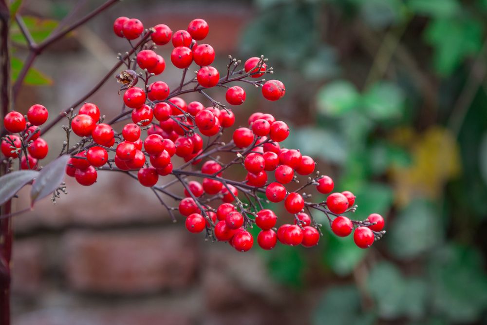 Nandina