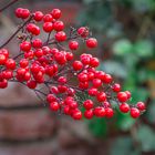 Nandina