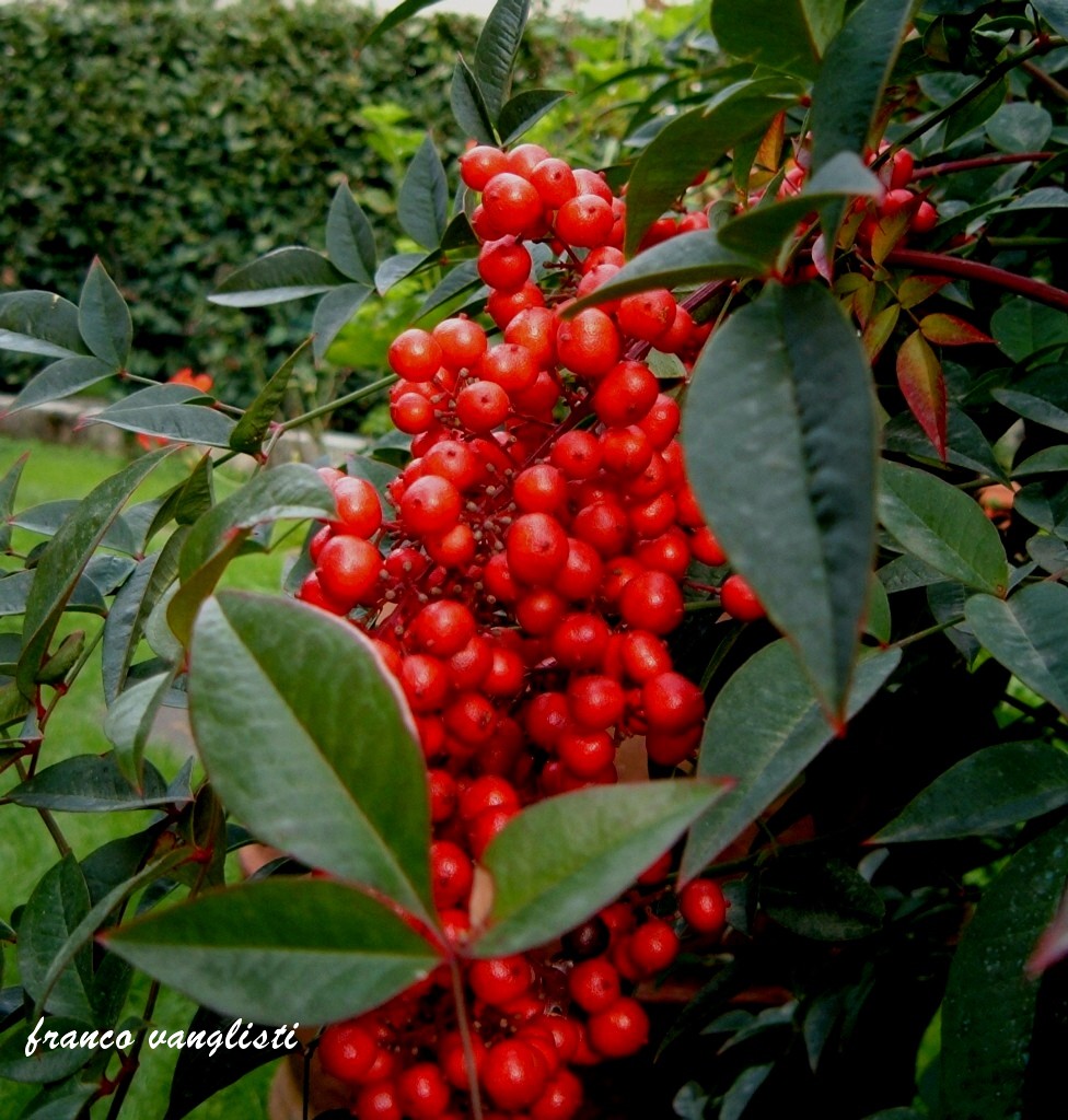 nandina