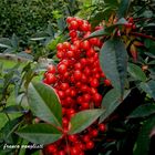 nandina