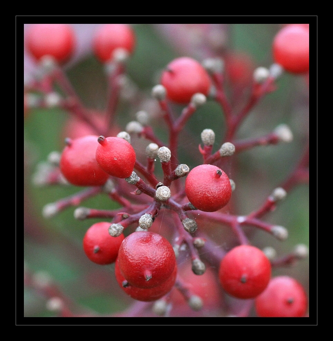 Nandina domestica - leuchtender Fruchtstand