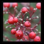 Nandina domestica - leuchtender Fruchtstand