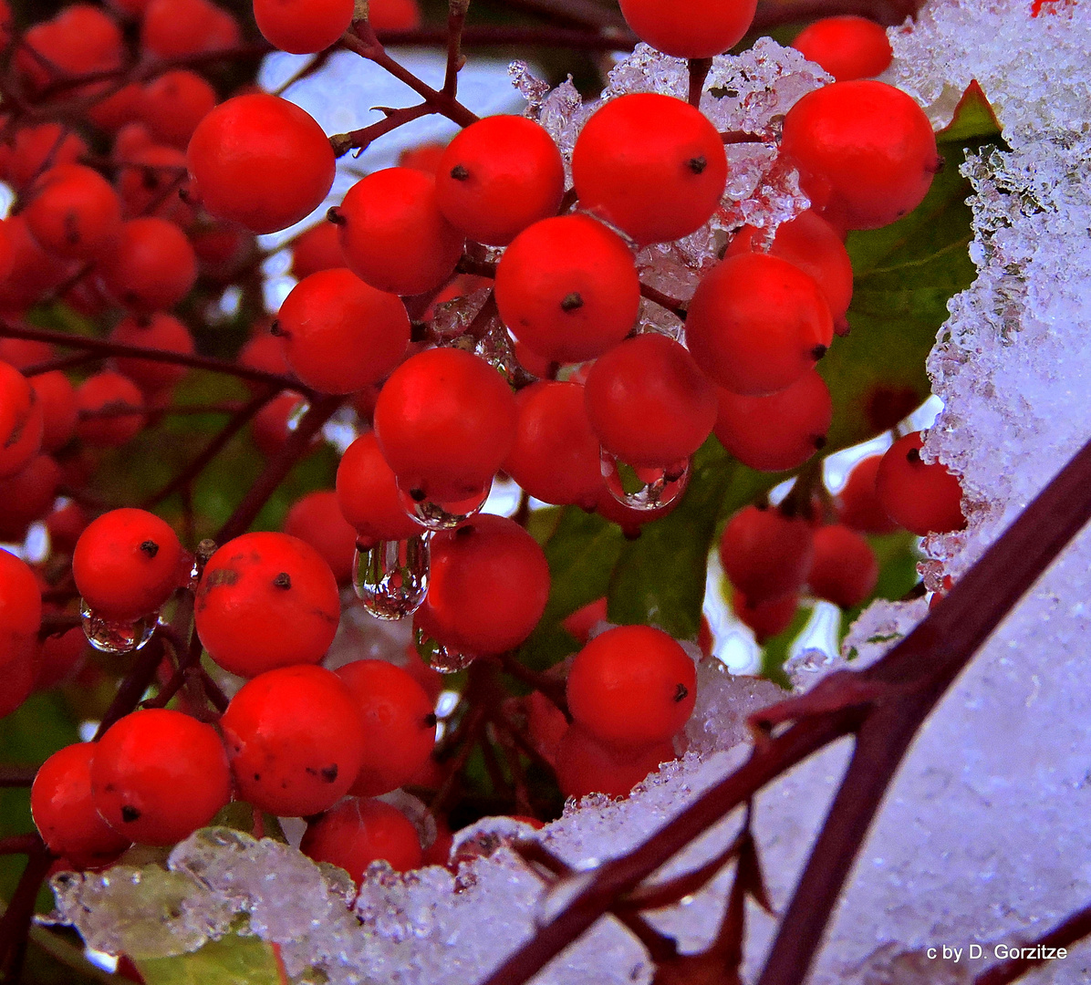 (Nandina domestica )  roter Heiliger Bambus ! 