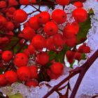 (Nandina domestica )  roter Heiliger Bambus ! 