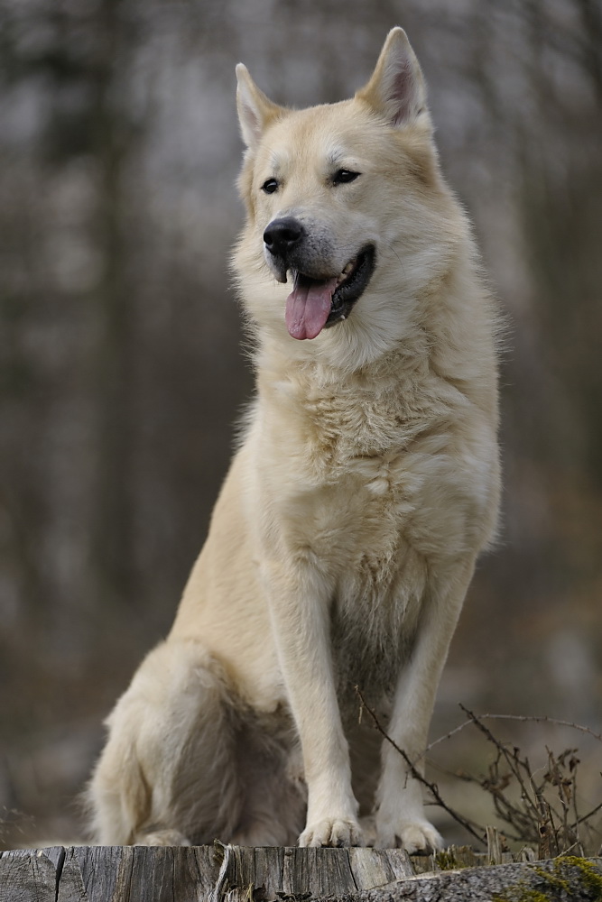 Nando beim Spaziergang 2