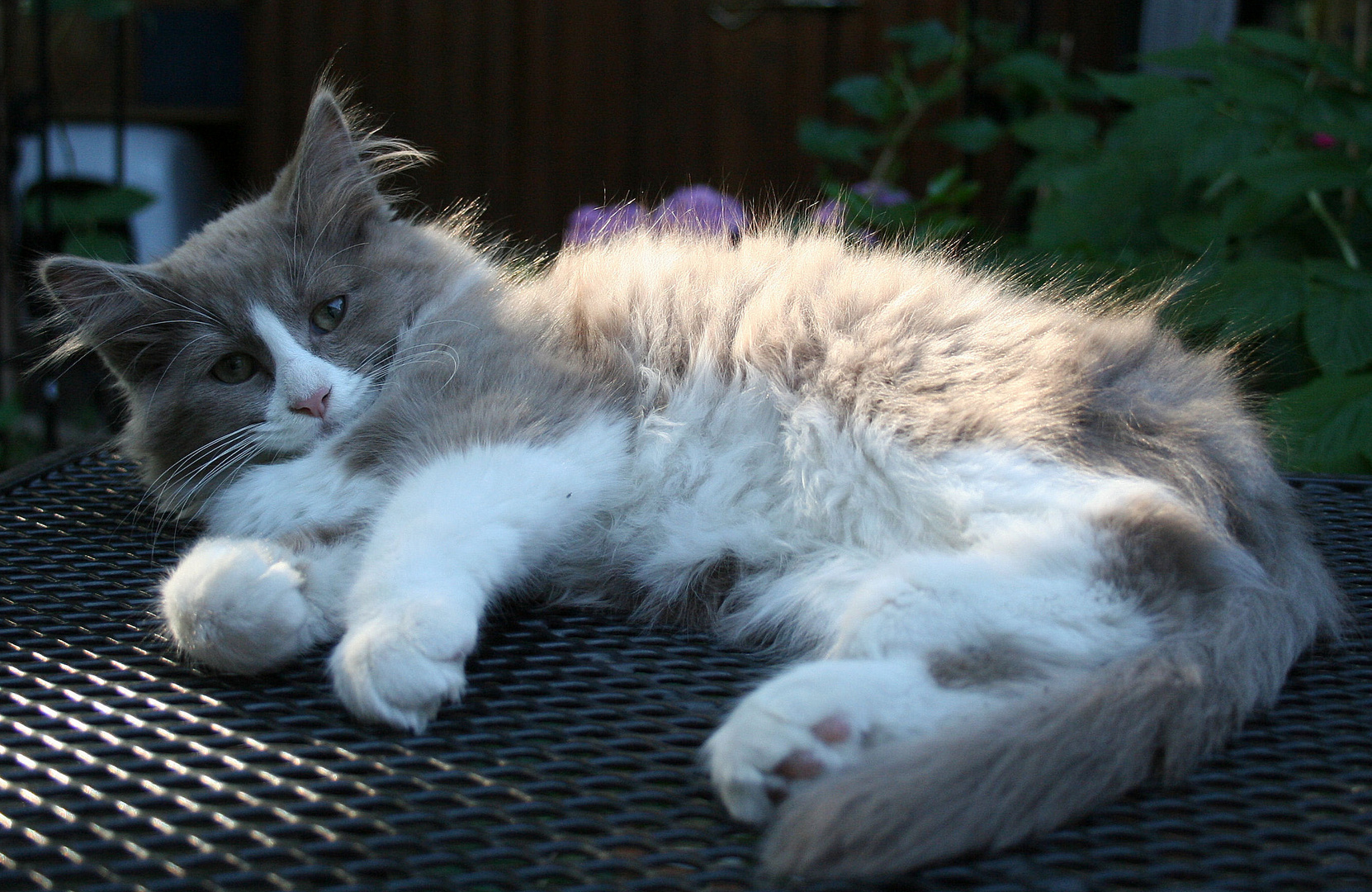 Nando, Siberian Cat