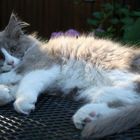 Nando, Siberian Cat