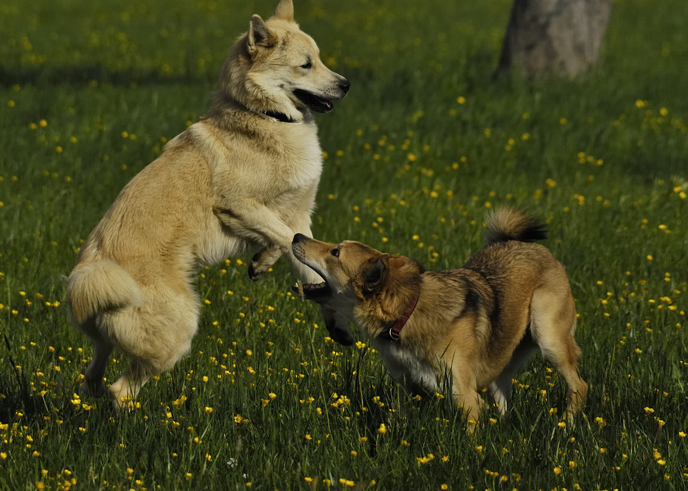 Nando und Attila