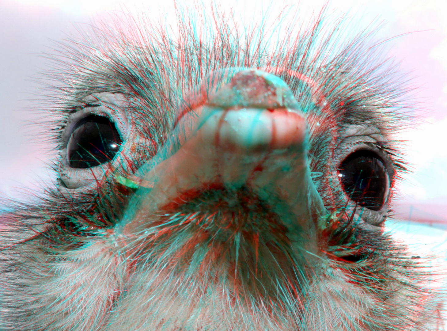 Nandoe (Loopvogel) Blijdorp Zoo Rotterdam 3D