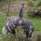 nandou - parc des oiseaux Villars les Dombes