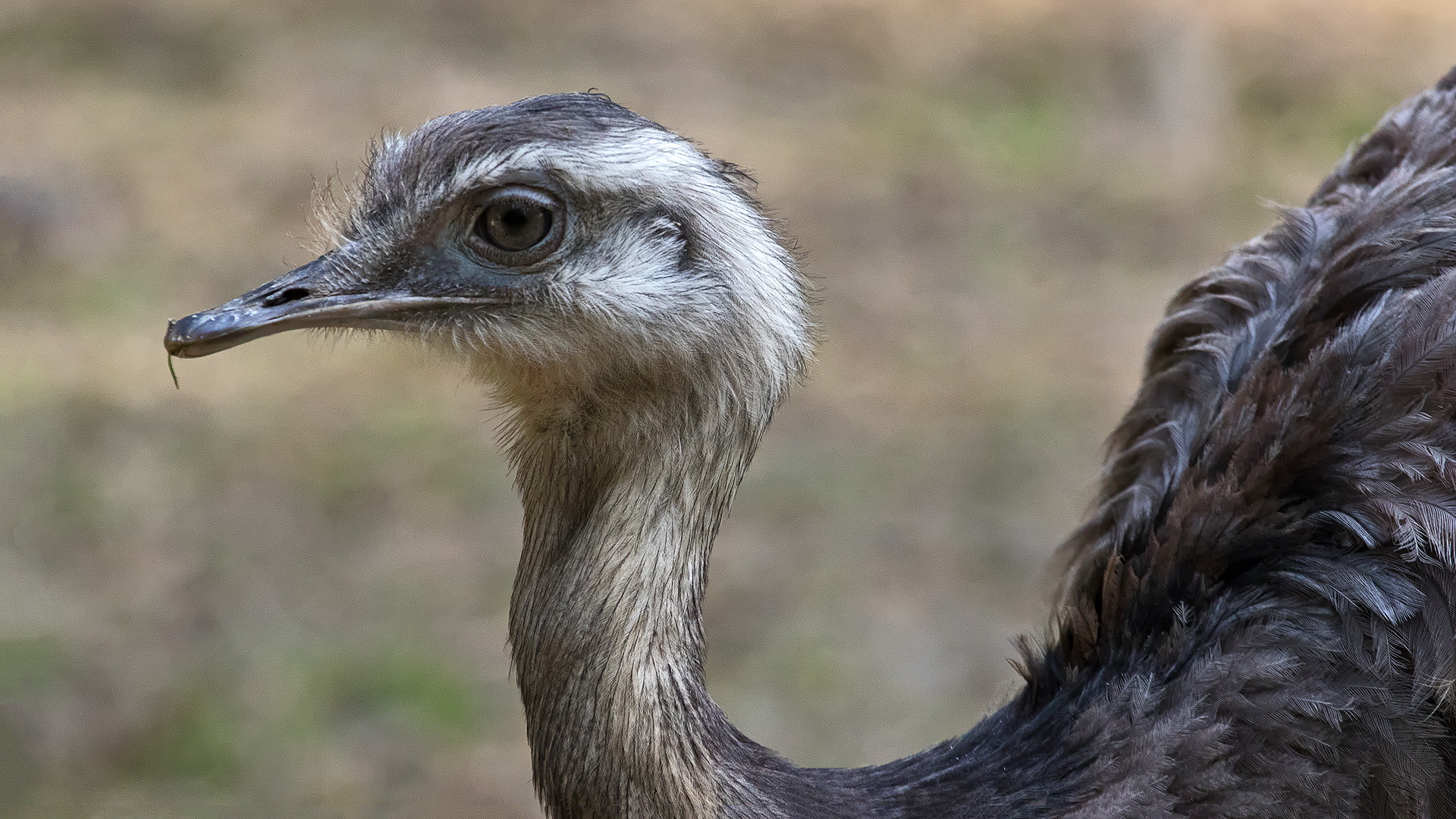 Nandu 002 Foto & Bild | natur, tiere, vögel Bilder auf fotocommunity