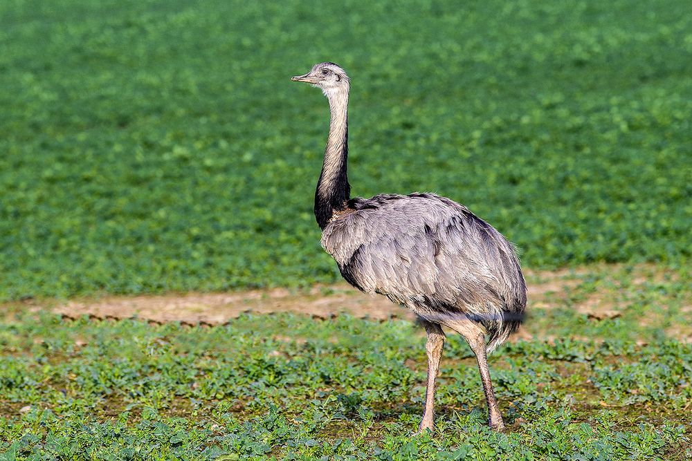 Nandu 1 Foto & Bild natur, tiere, vögel Bilder auf