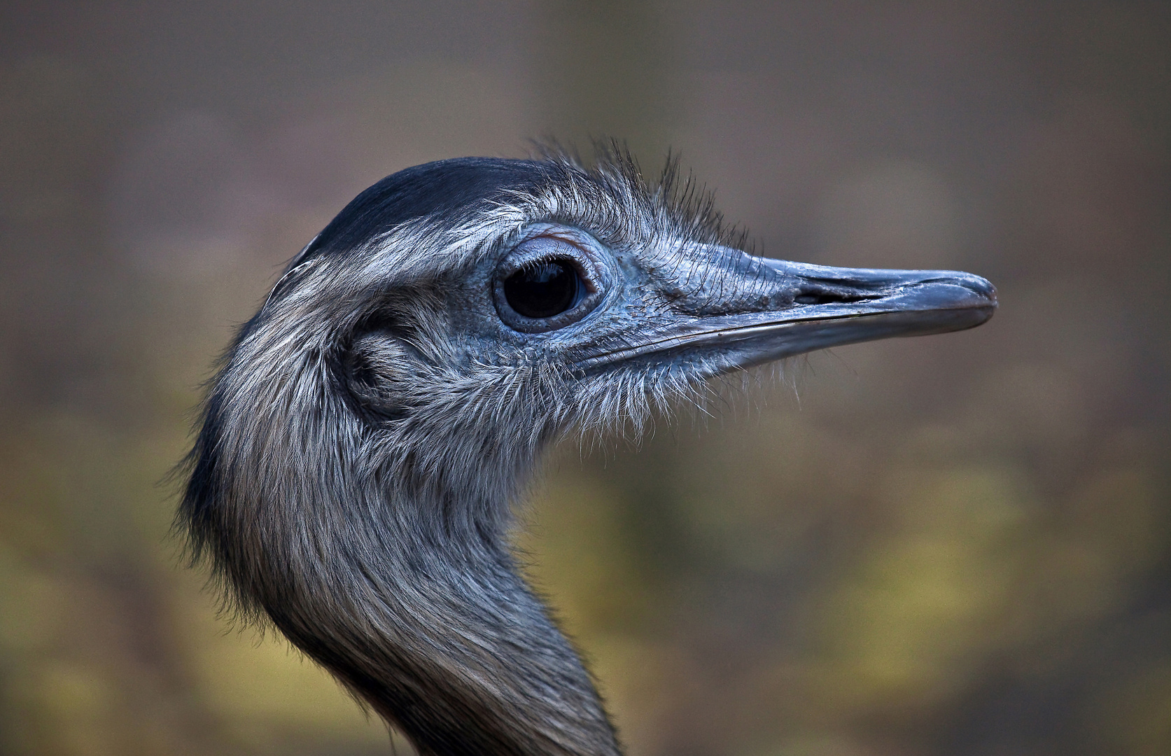 Nandu Foto & Bild natur, tiere, vögel Bilder auf