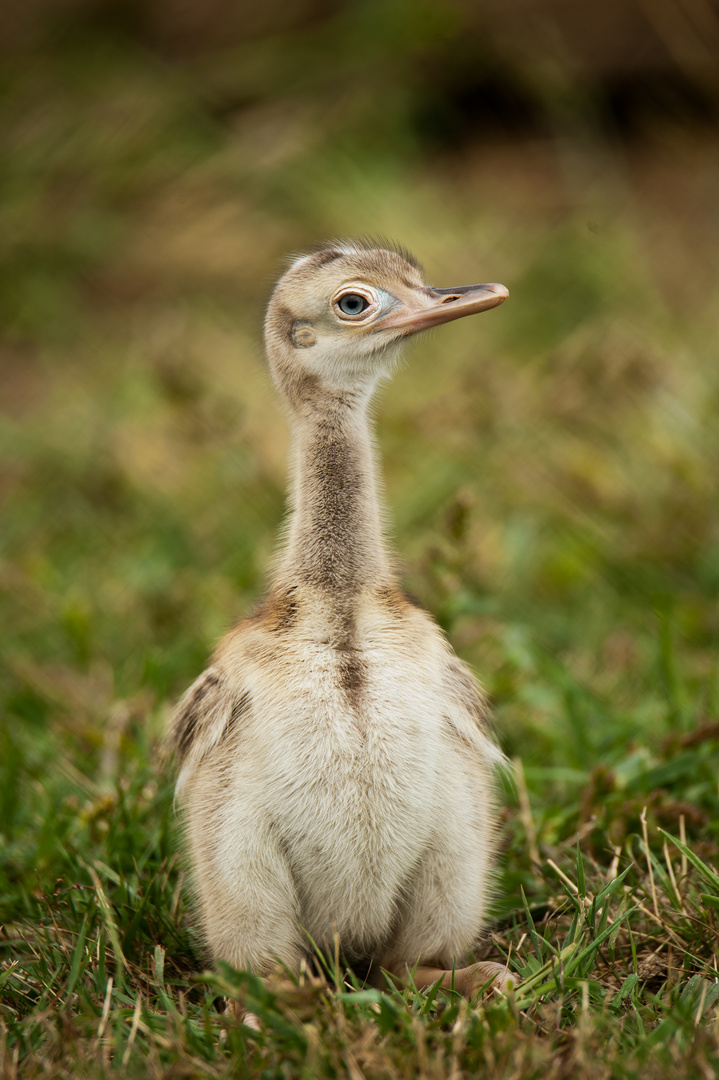 Nandu