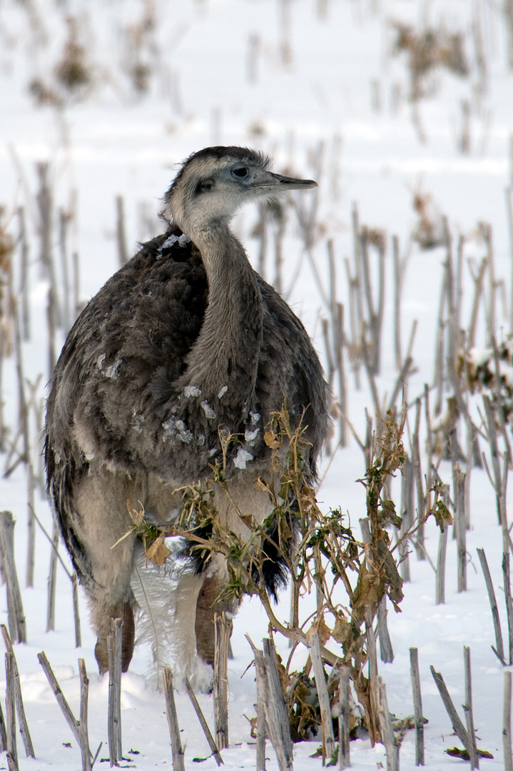 Nandu auf dem Feld